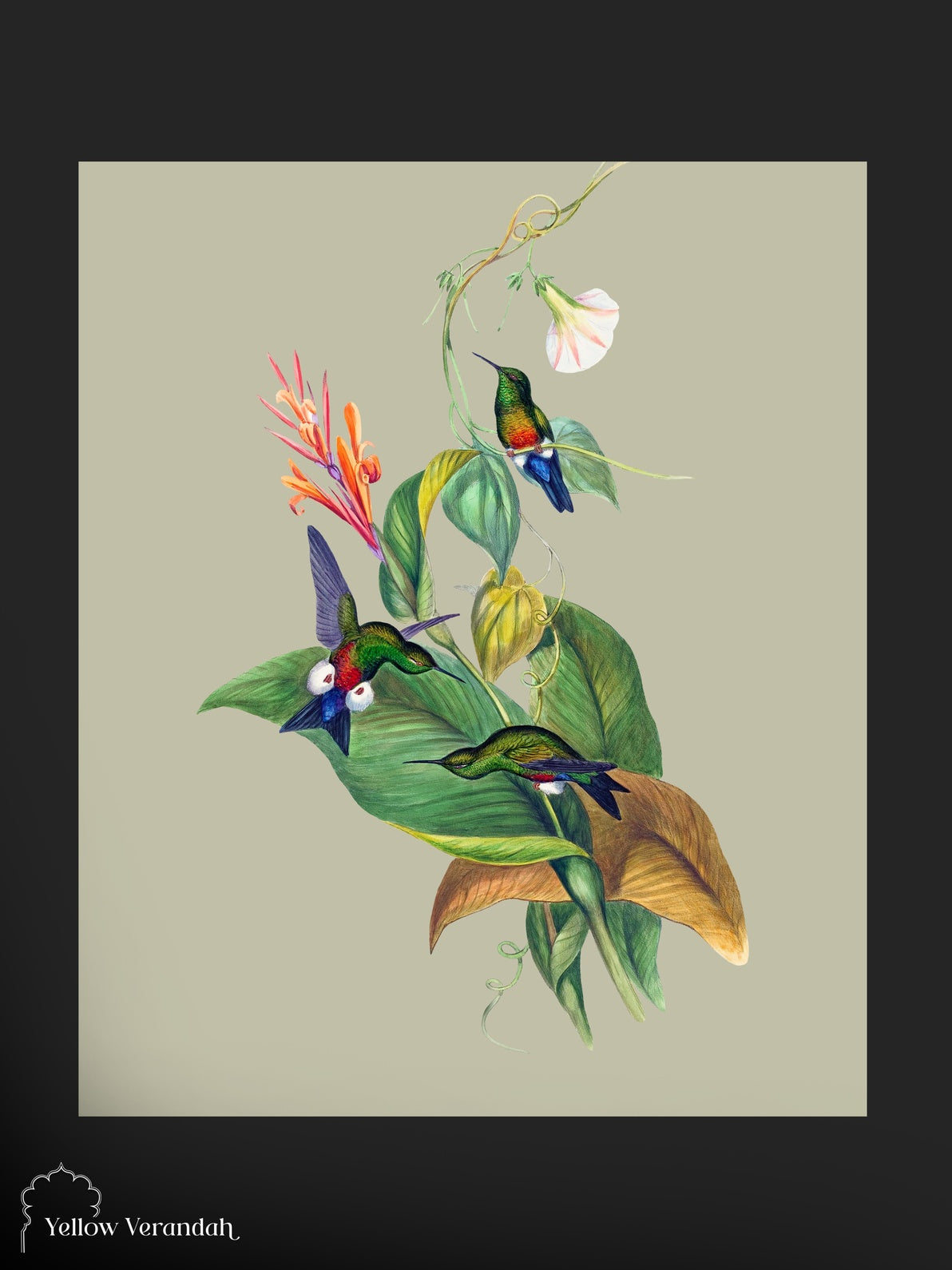 Limited Print Wall Frame - Birds Series