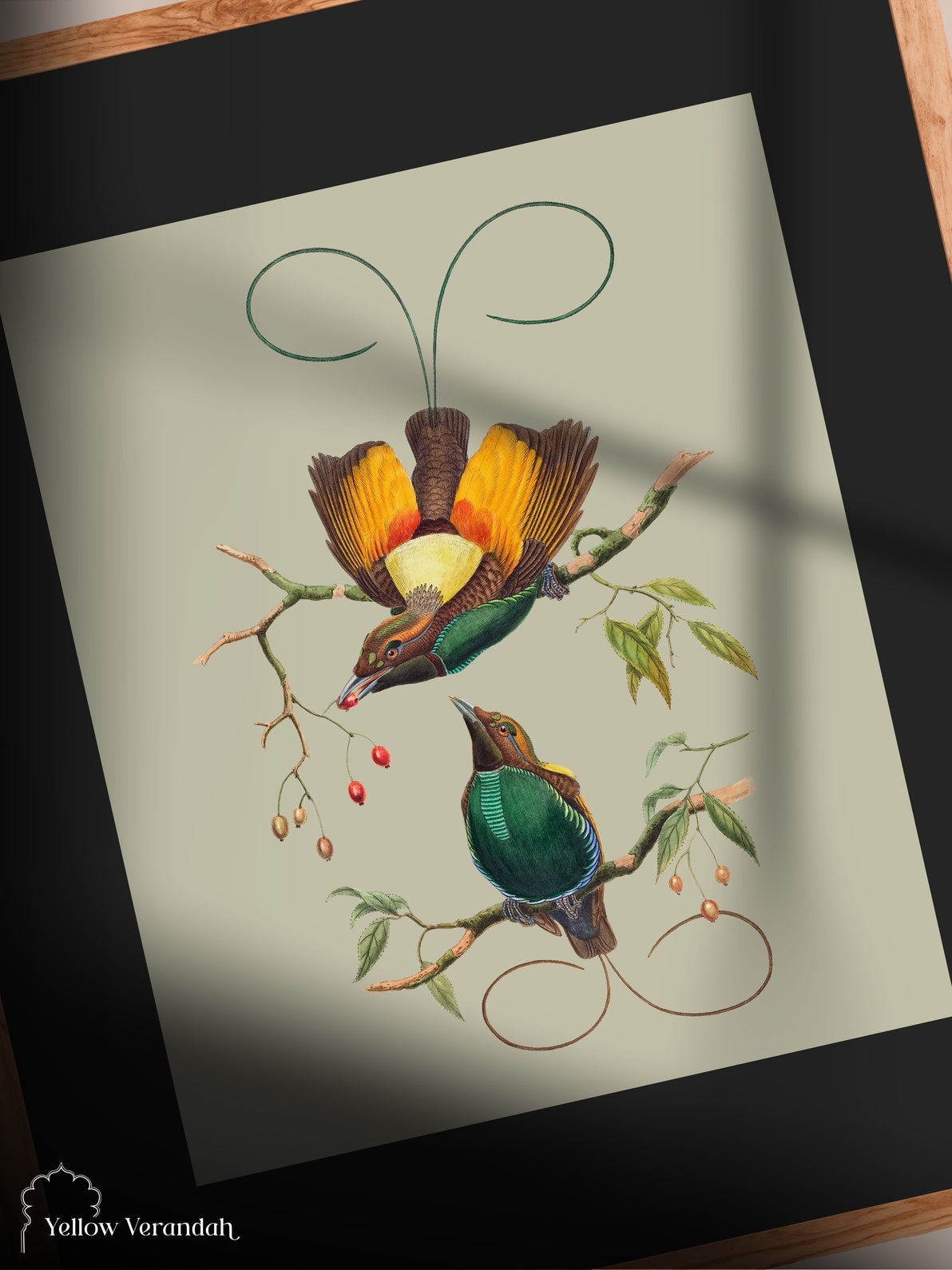 Limited Print Wall Frame - Birds Series